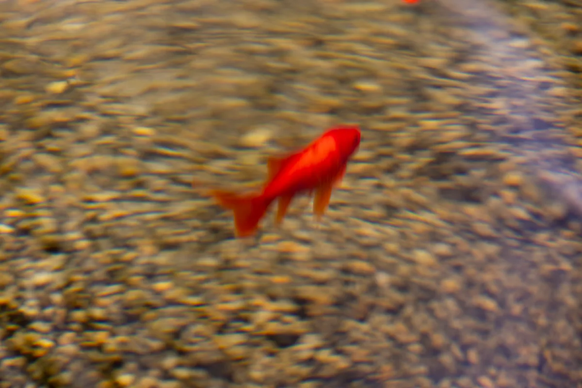 Man sieht einen kleinen roten Fisch.